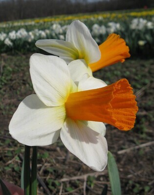2021 PHS Daffodils