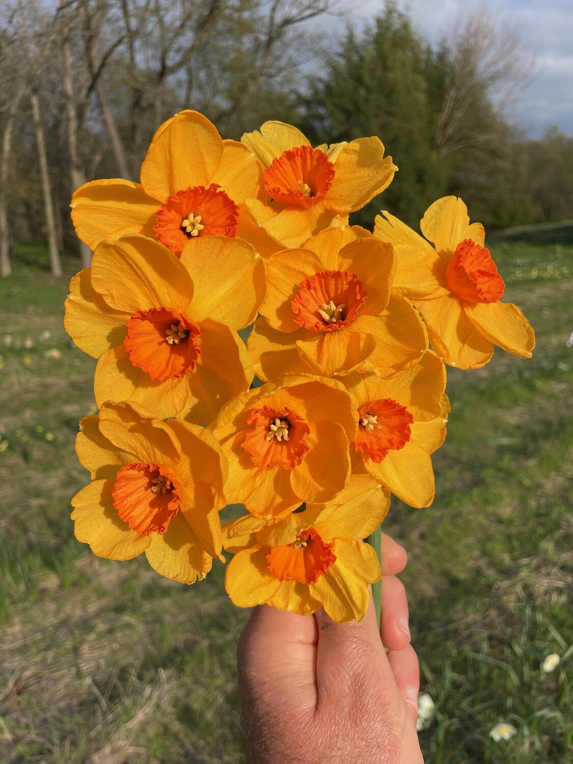 Firestarter Store PHS Daffodils