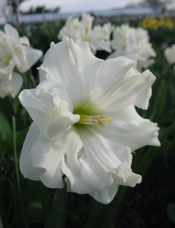 Colblanc