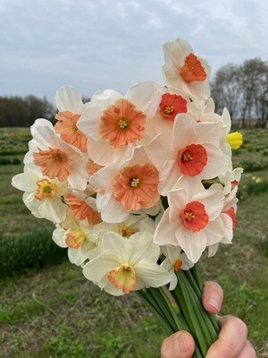 2022 PHS Daffodils