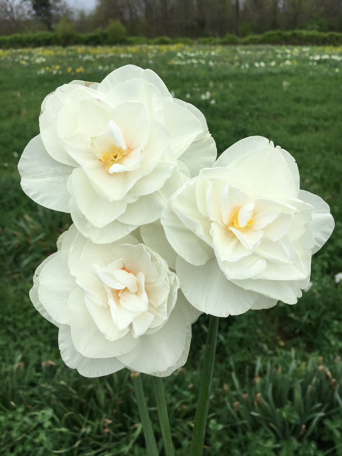 Rose Garden Store PHS Daffodils