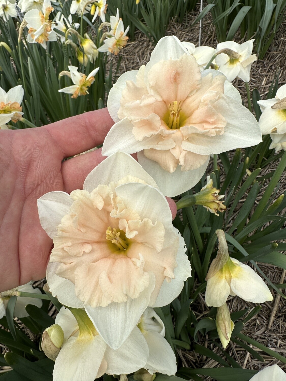 Frances Delight