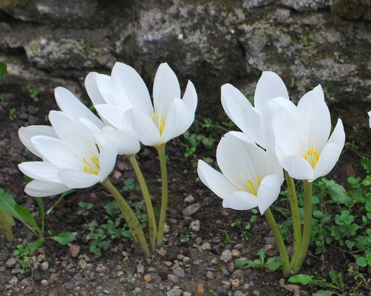 Speciosum Album