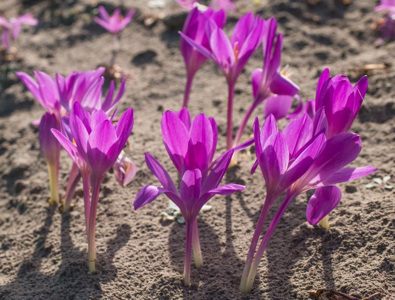 Speciosum Atrorubens