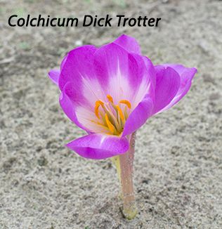 Dick Trotter