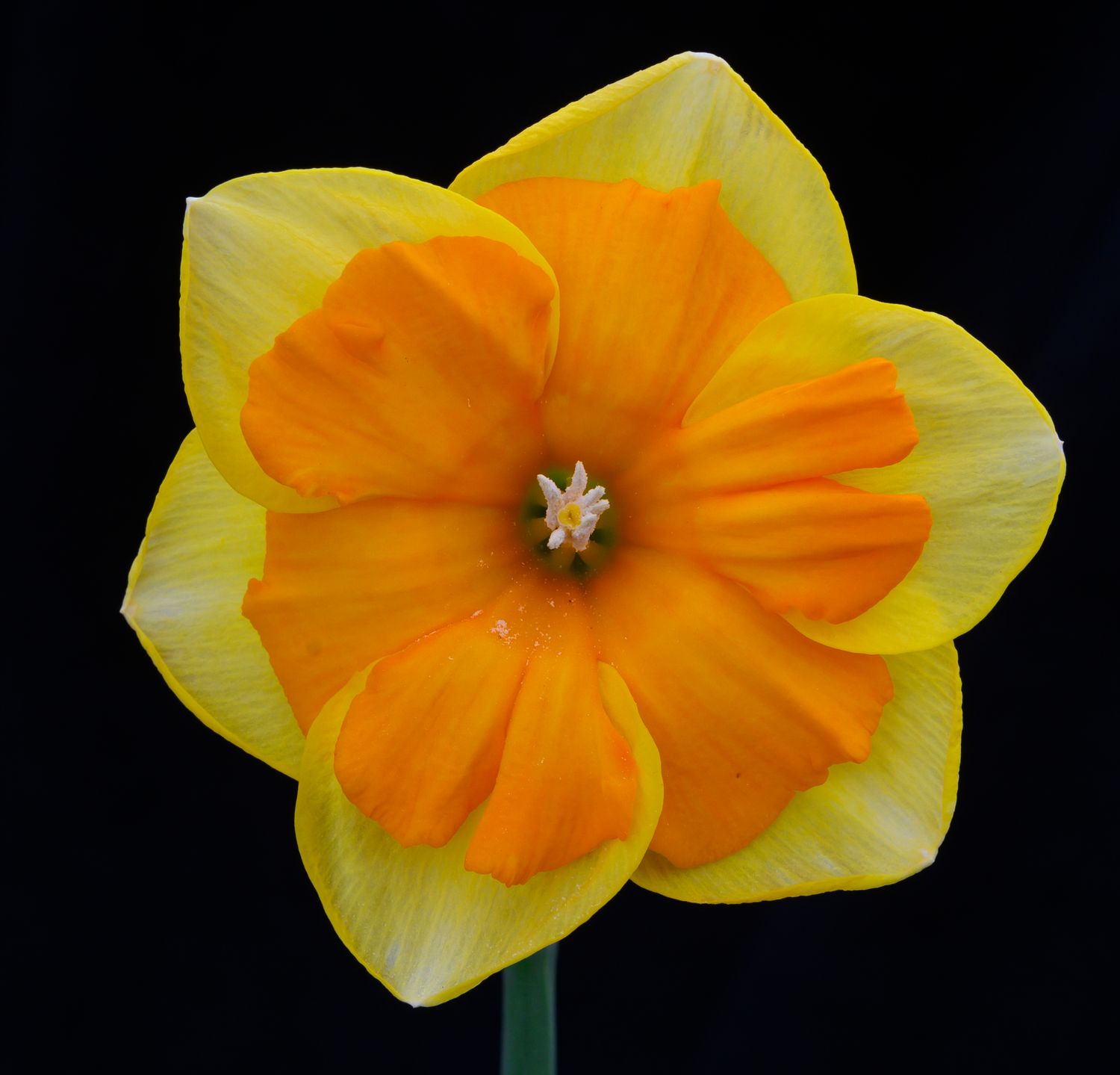 Store - PHS Daffodils