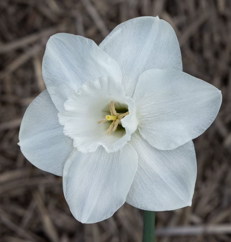 トップス TOCCA 2023 SPRING COLLECTION DAFFODIL TOCCA 2023 SPRING COLLECTION DAFFODIL