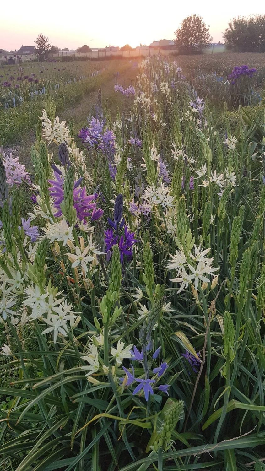 Eric Breed Camassia Seedlings