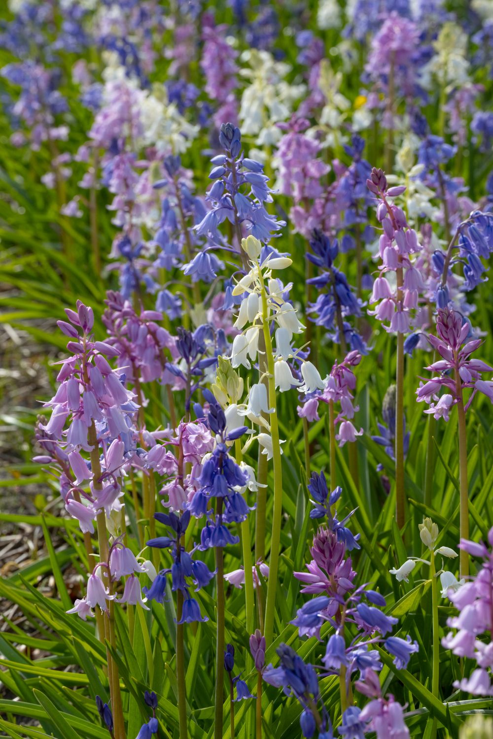 Eric Breed Hyacinthoides hispanica Mixture Bedding Size