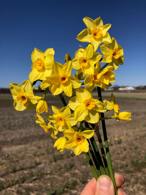 2025 PHS Daffodils - Store - PHS Daffodils