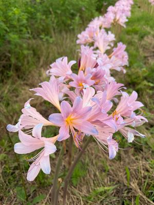 2026 PHS Lycoris