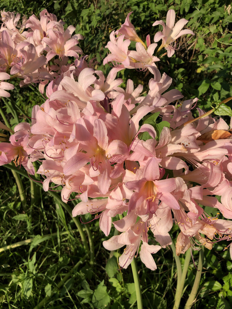 Lycoris x squamigera Lycoris x squamigera