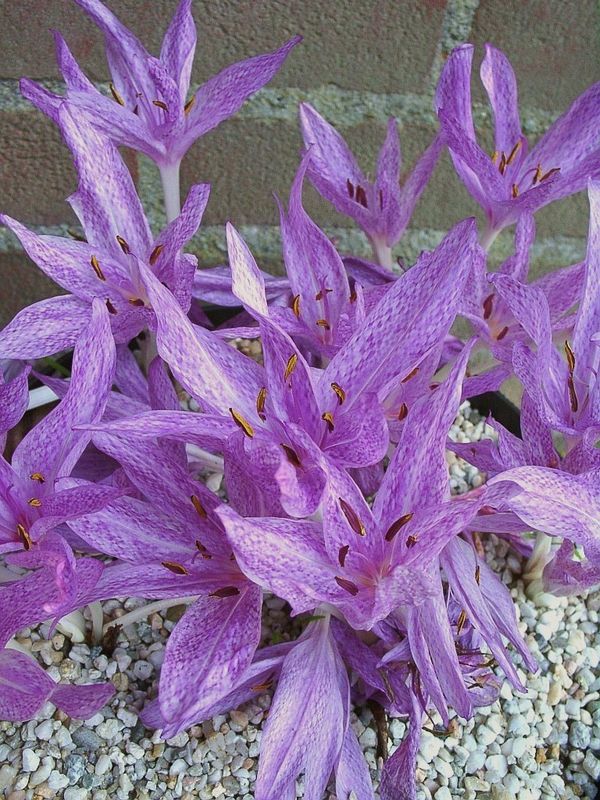 Colchicum Agrippinum
