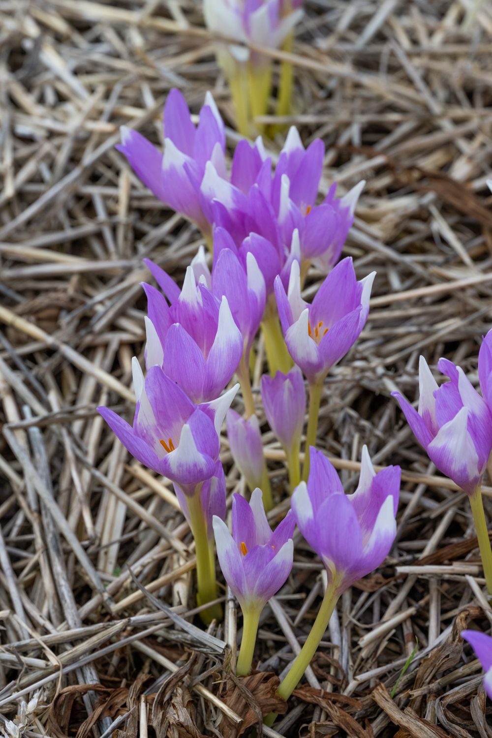 Colchicum Jarka