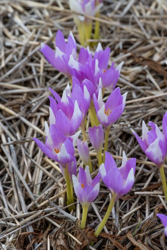 Colchicum Jarka