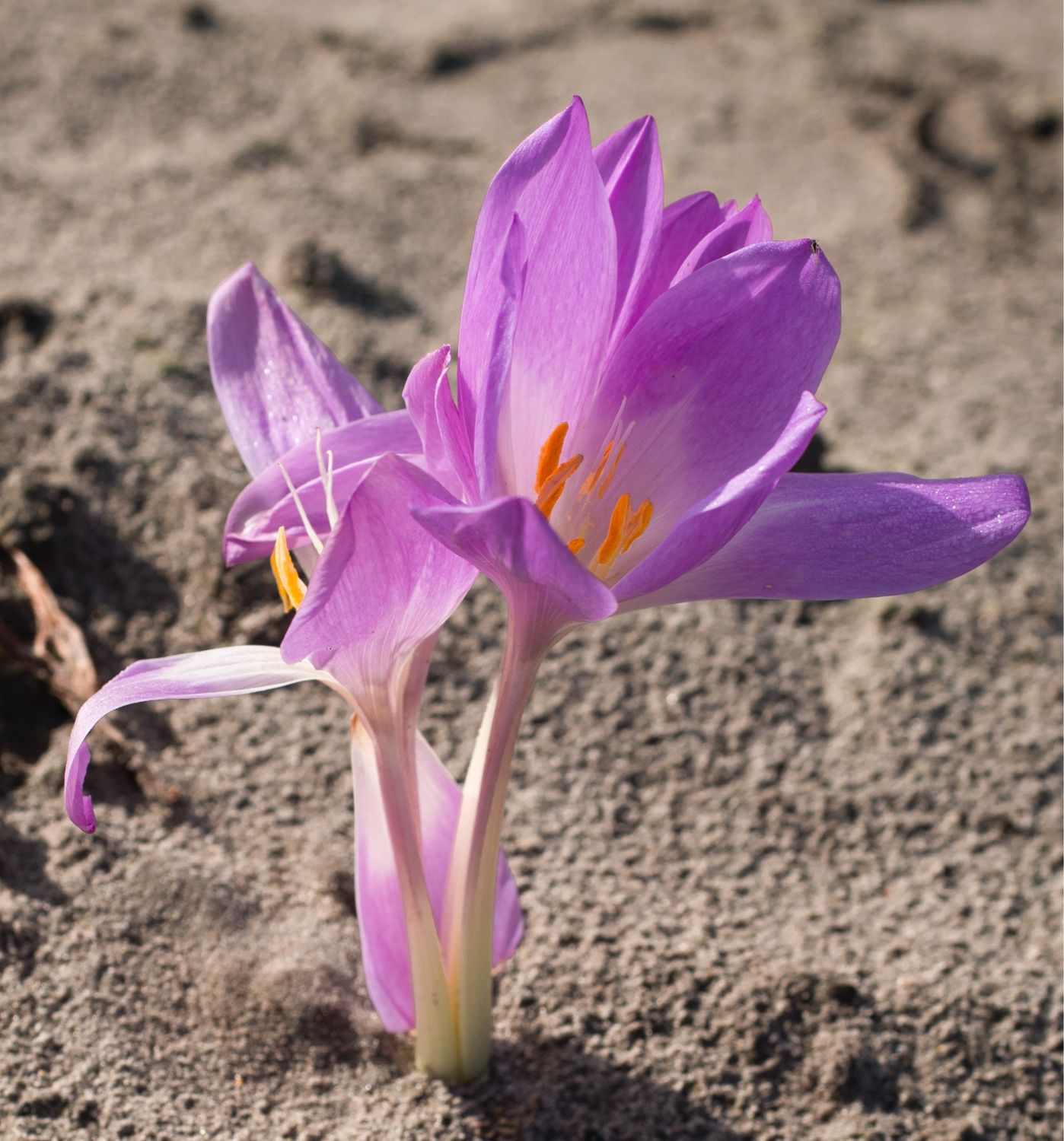 Colchicum Jochem Hof