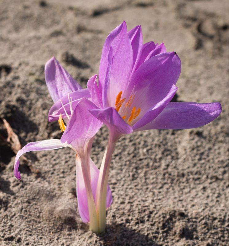 Colchicum Jochem Hof