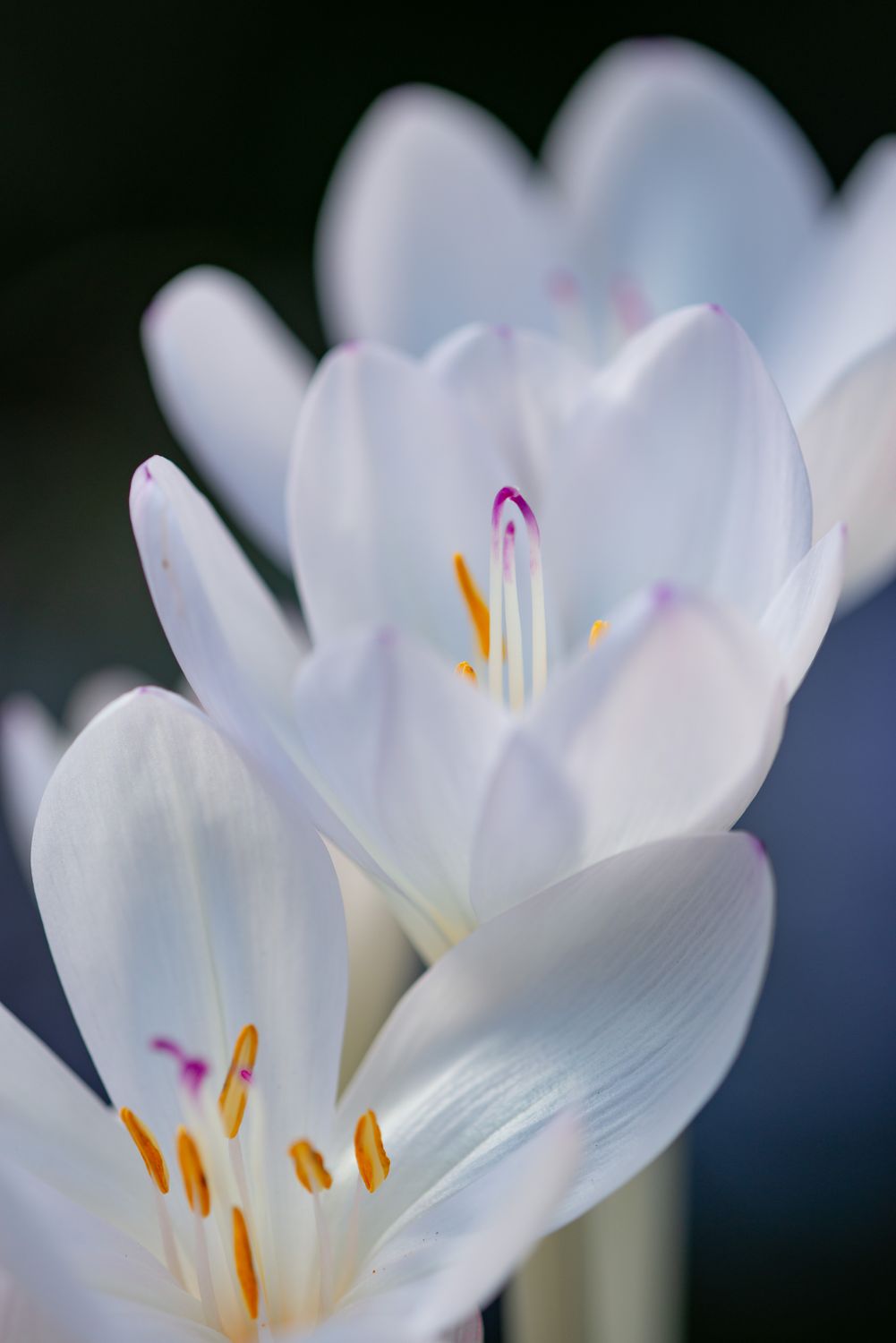 Colchicum Byzantinum Innocence