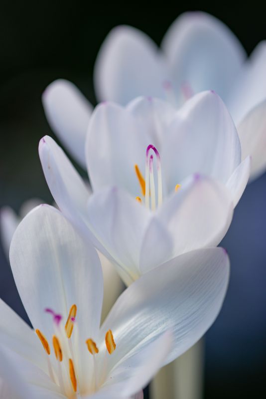 Colchicum Byzantinum Innocence