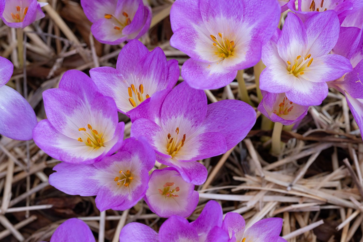 Colchicum Glorie van Heemstede