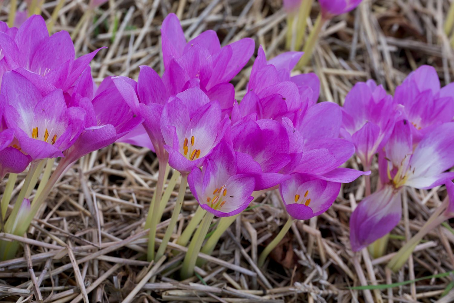Colchicum Bowlesianum