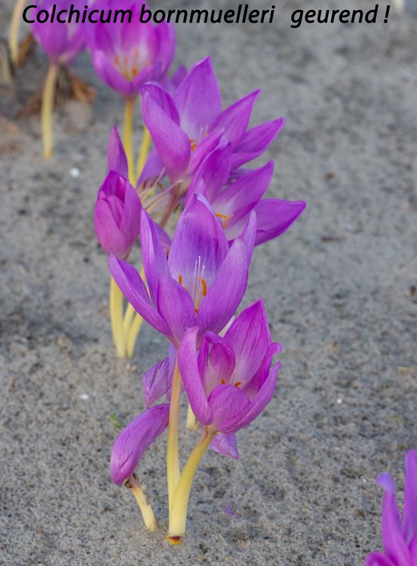 Colchicum Bornmuelleri Arthur Clark