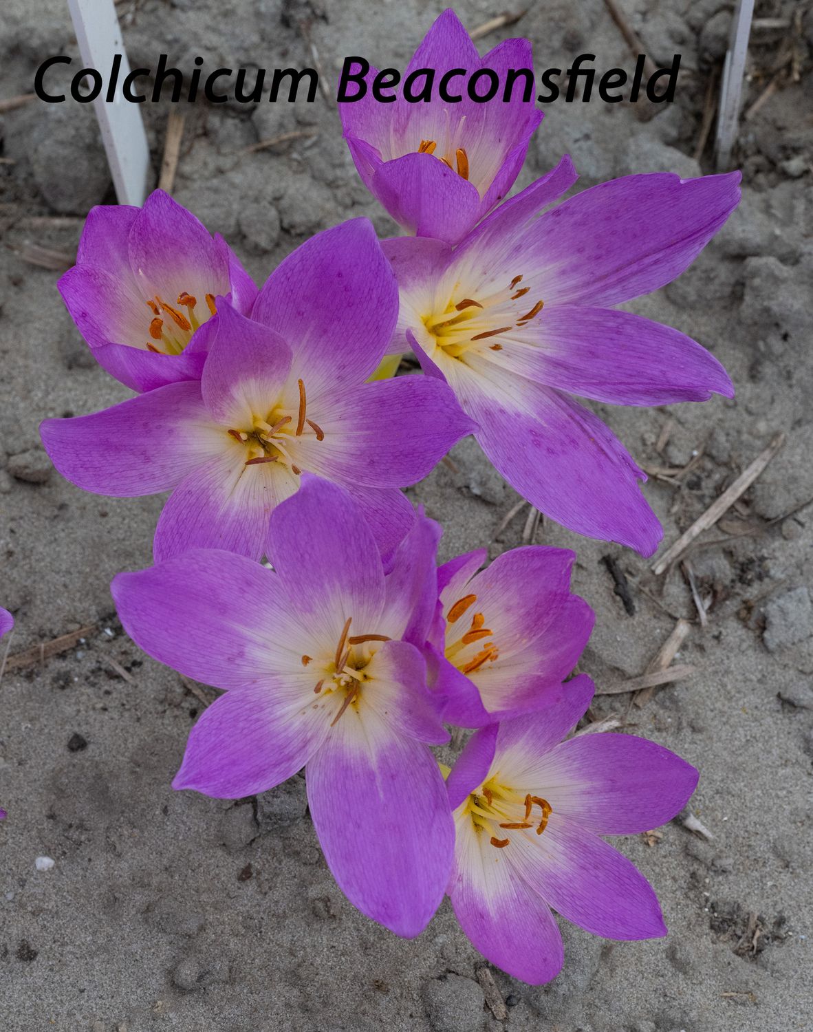 Colchicum Beaconsfield