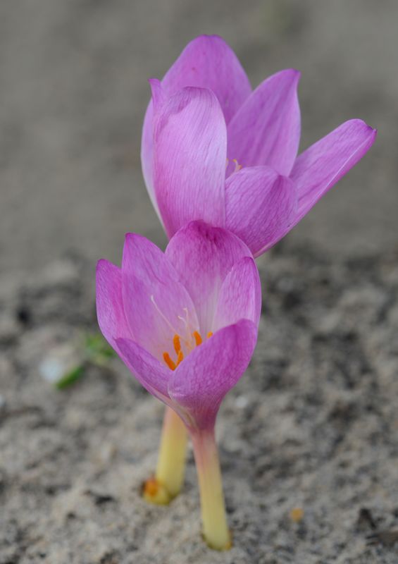 Colchicum Giganteum
