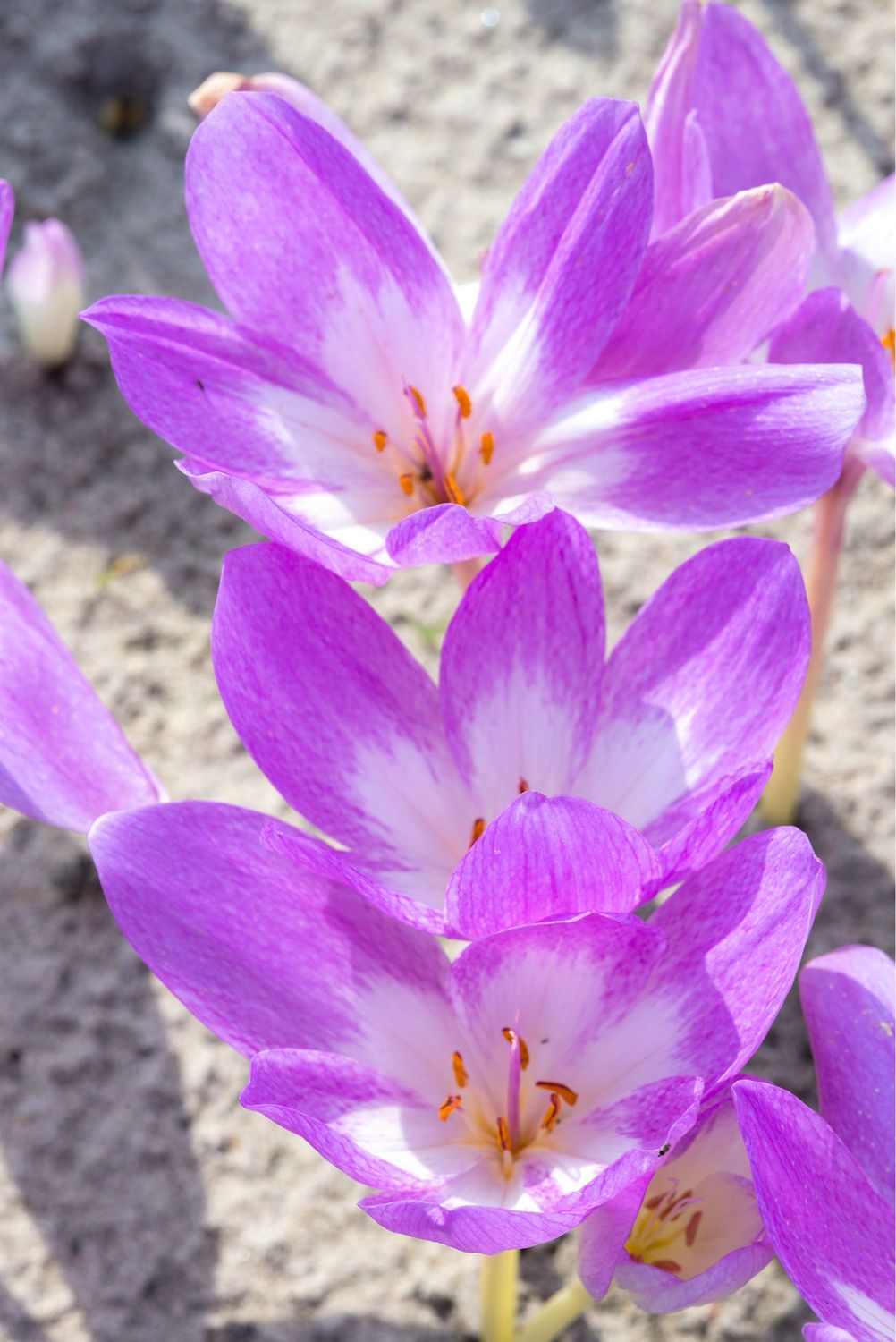 Colchicum Giant