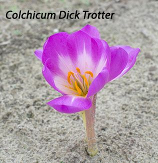 Colchicum Dick Trotter