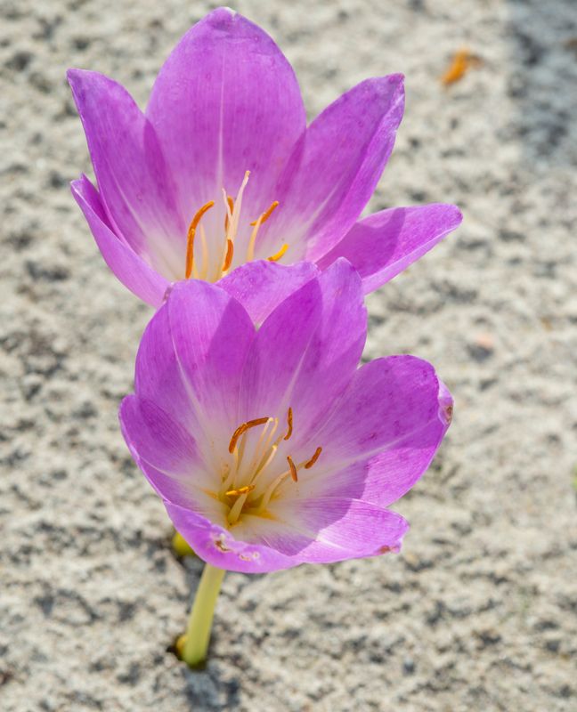 Colchicum Daendels