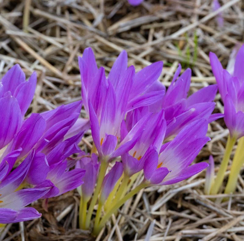 Colchicum Gothic Style