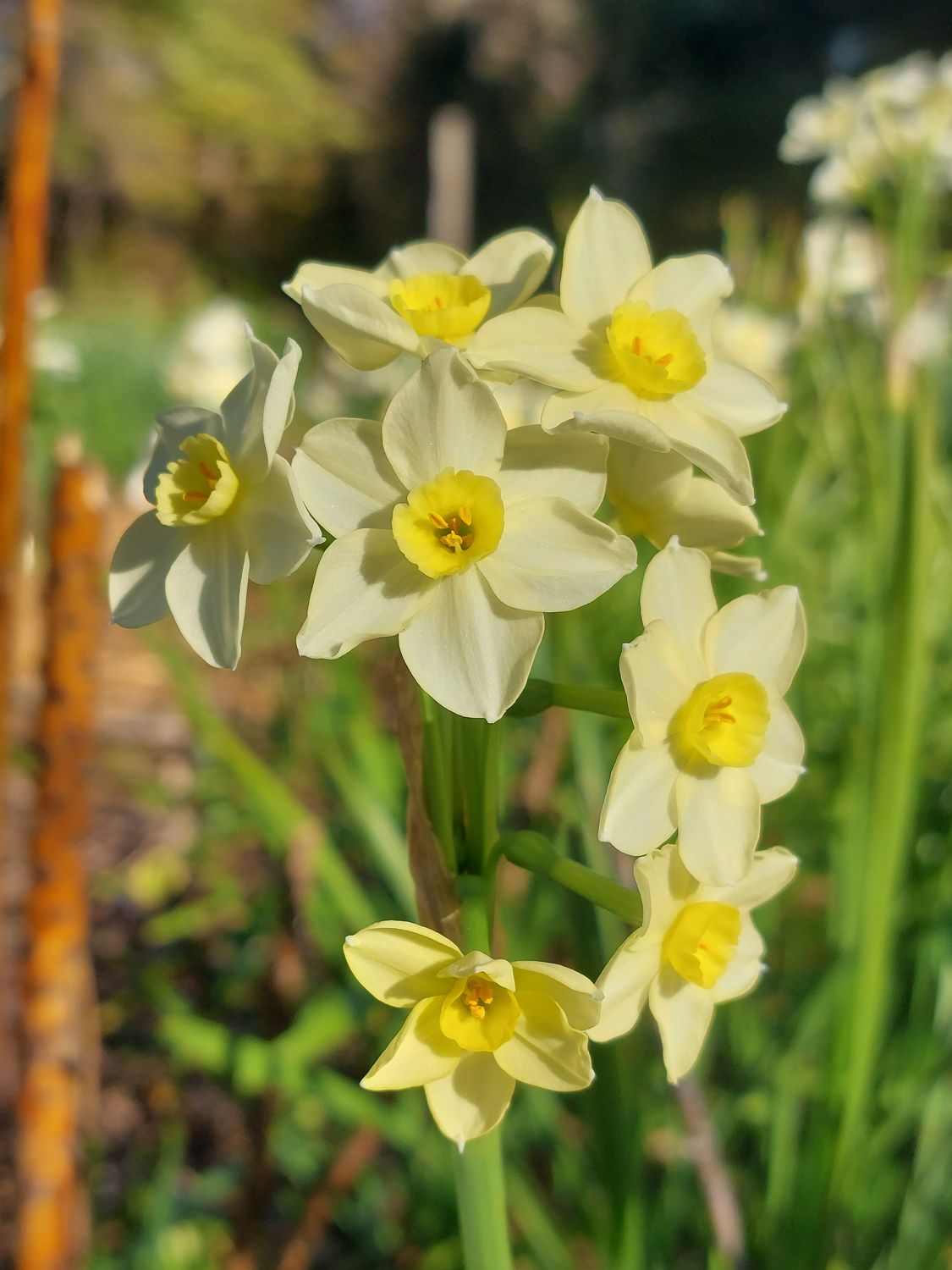 Hattie's Delight