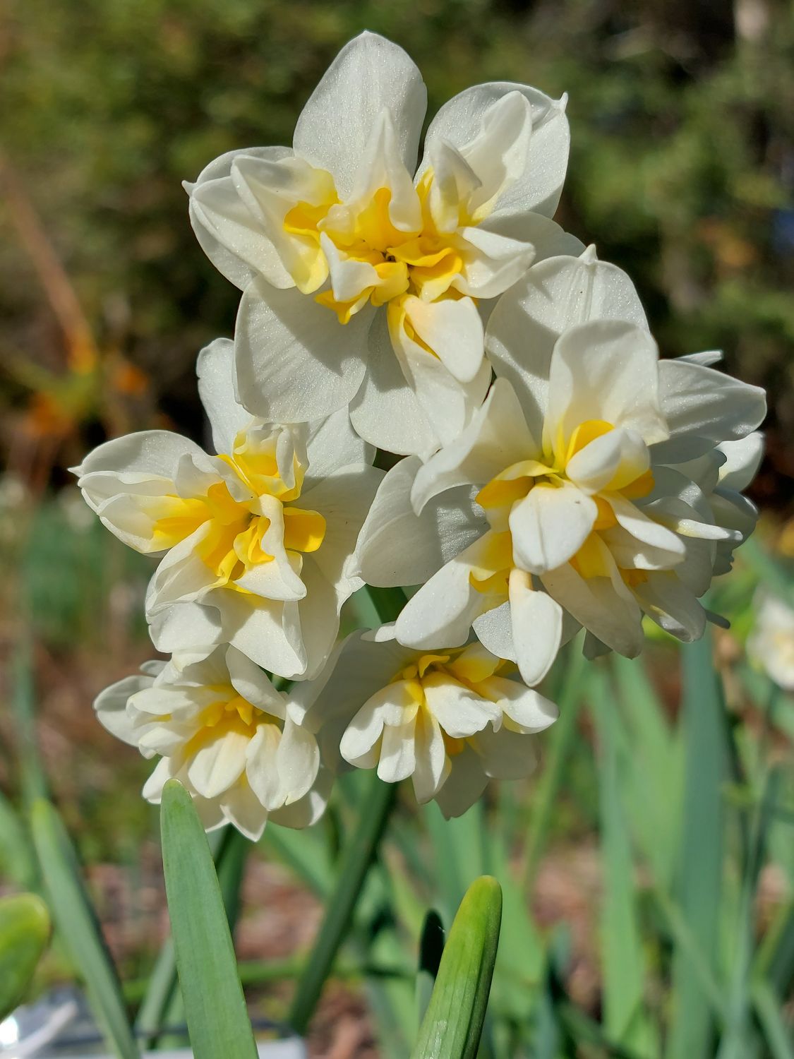 Narcissus Yulinglong (syn. Double Chinese) Narcissus Yulinglong (syn. Double Chinese)