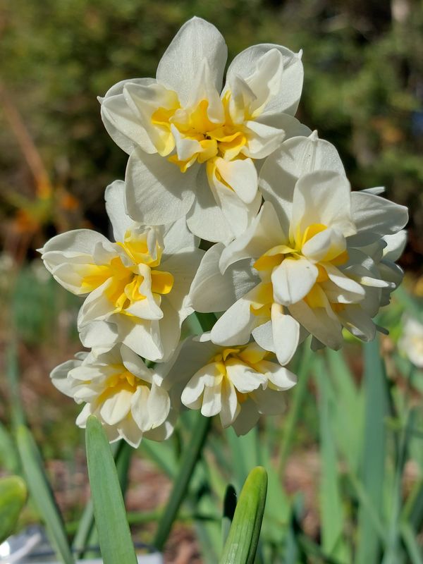 Narcissus Yulinglong (syn. Double Chinese) Narcissus Yulinglong (syn. Double Chinese)