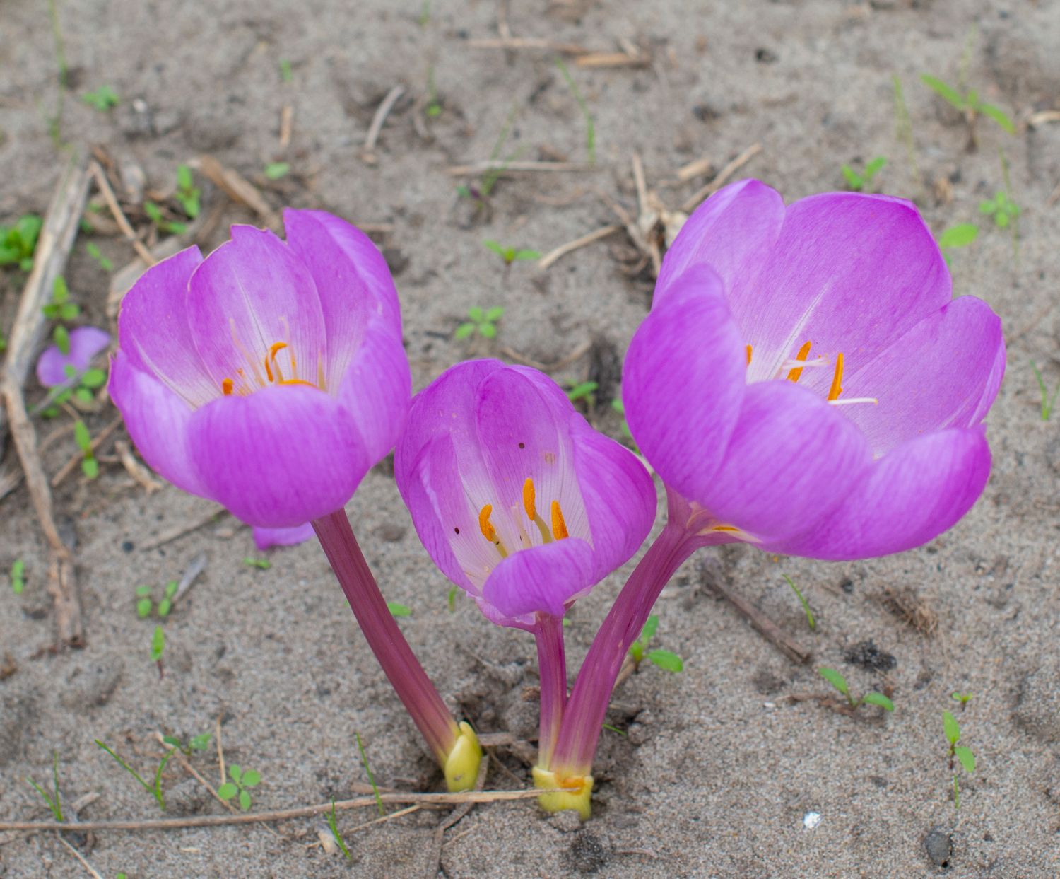 Colchicum E. A. Bowles