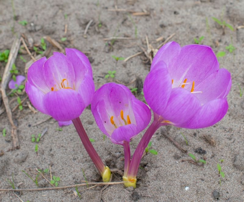 Colchicum E. A. Bowles