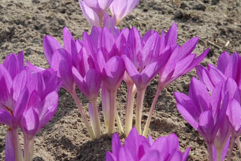 Colchicum Autumn Queen