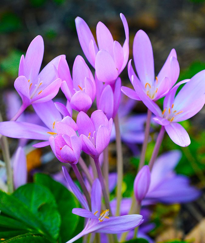 Colchicum Pannonicum