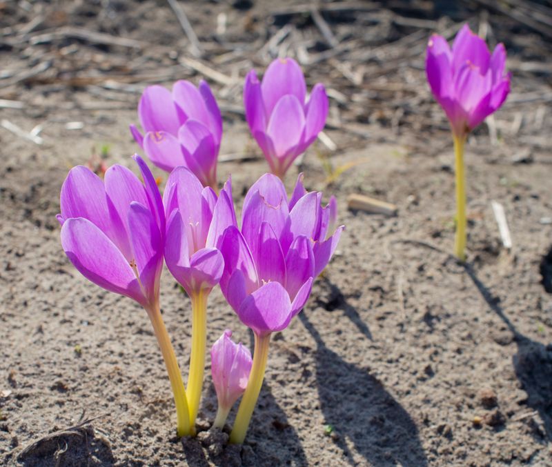 Colchicum Lilac Bedder