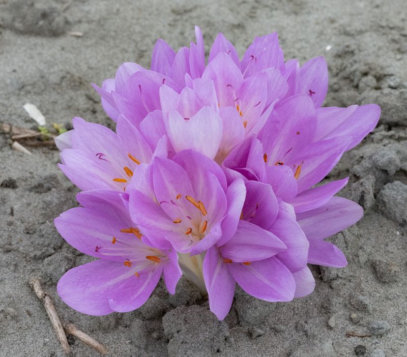 Colchicum Lusitanicum