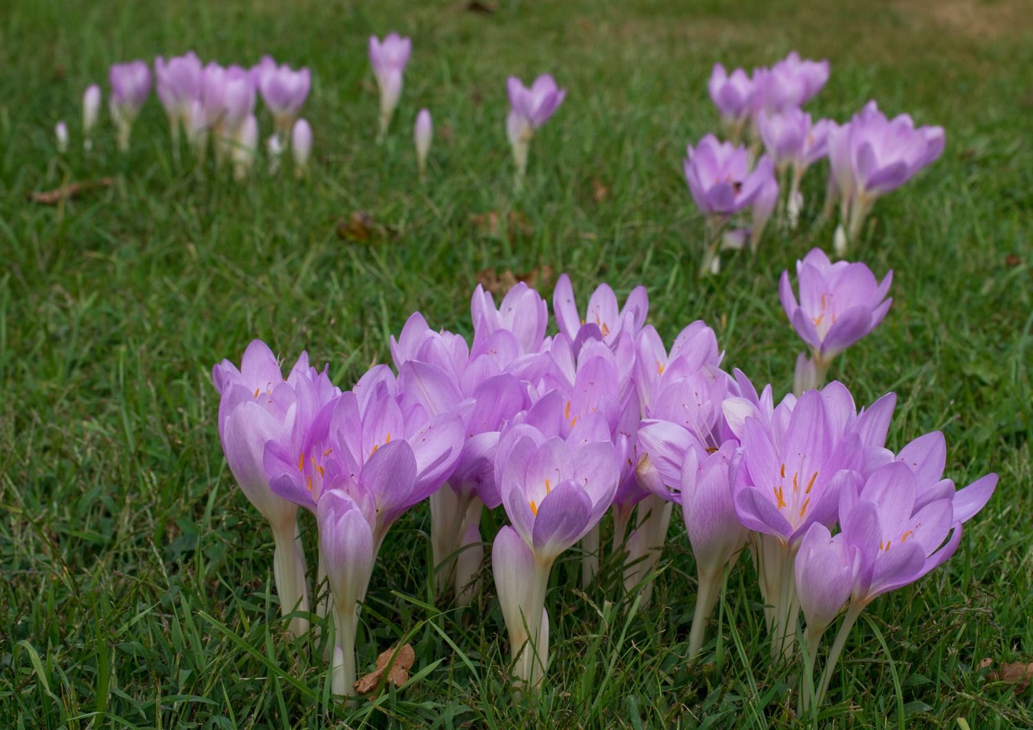 Colchicum Cilicicum