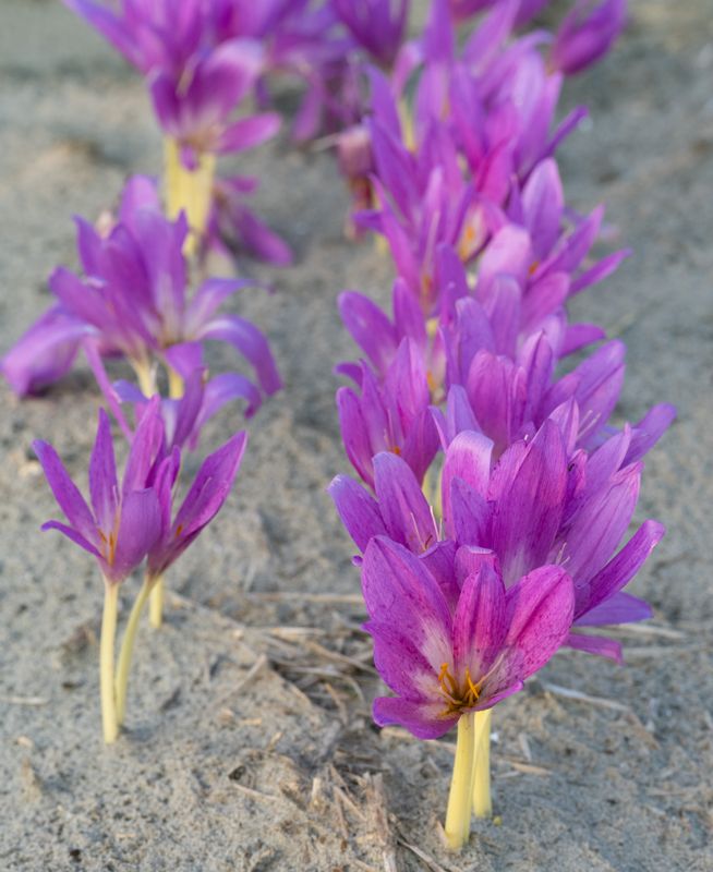 Colchicum Flamenco Dance