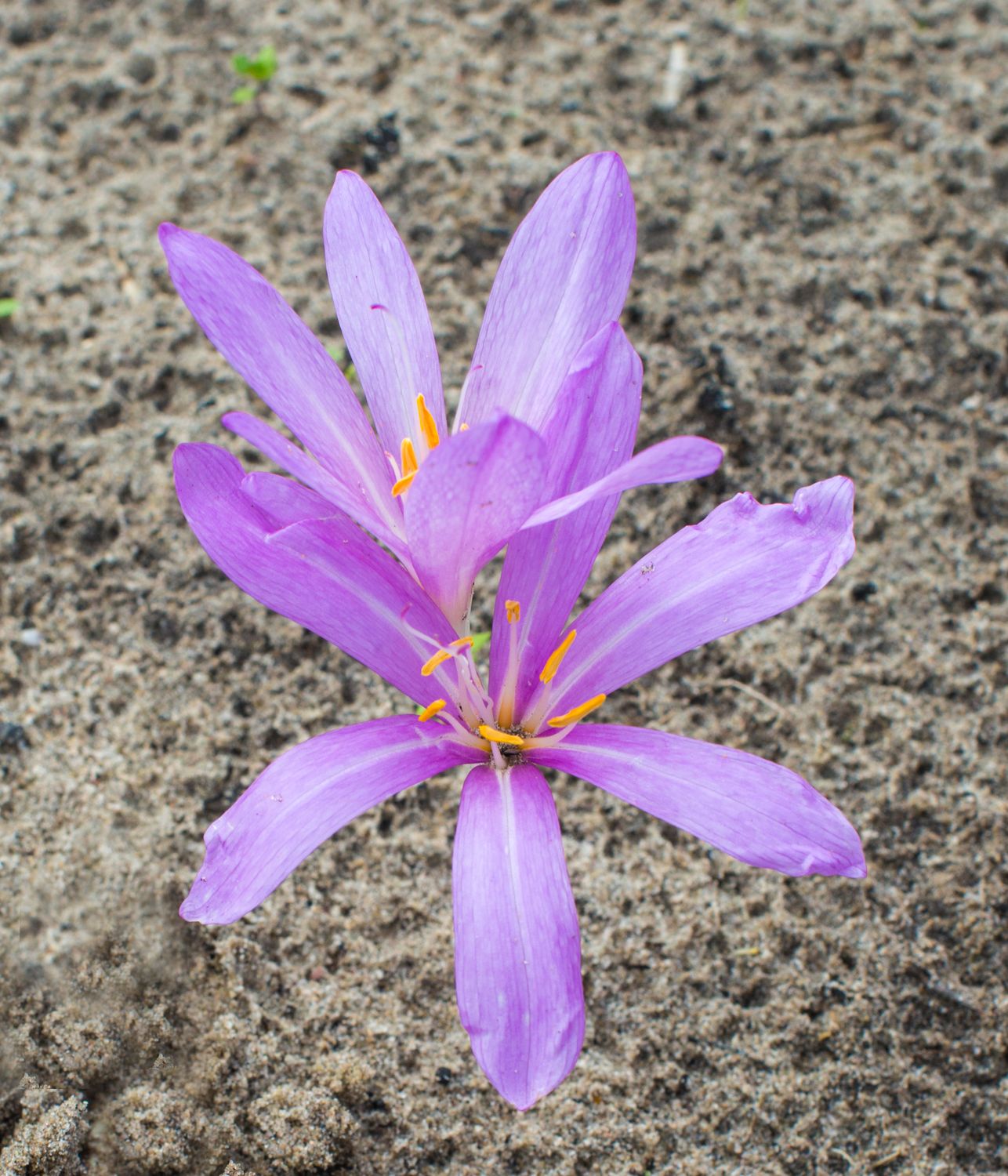 Colchicum Laetum