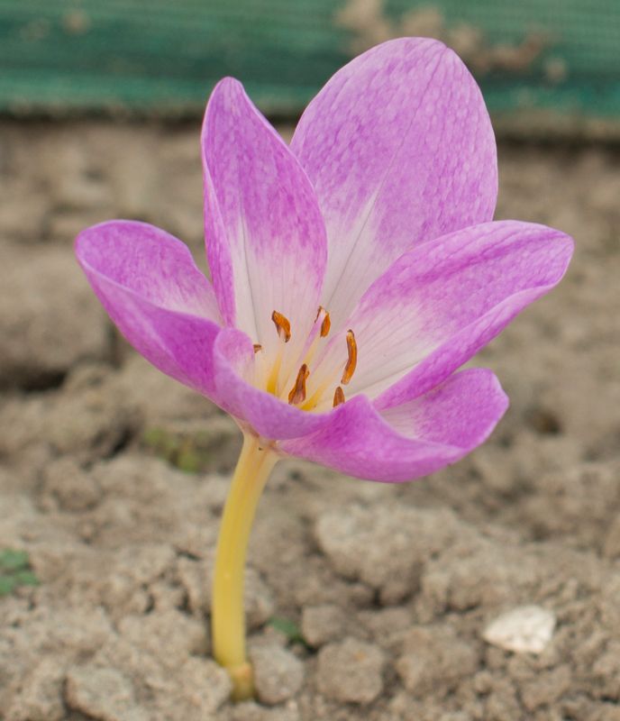 Colchicum Bivonae Mt. Giona