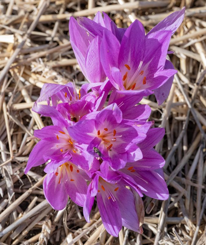 Colchicum Neptun