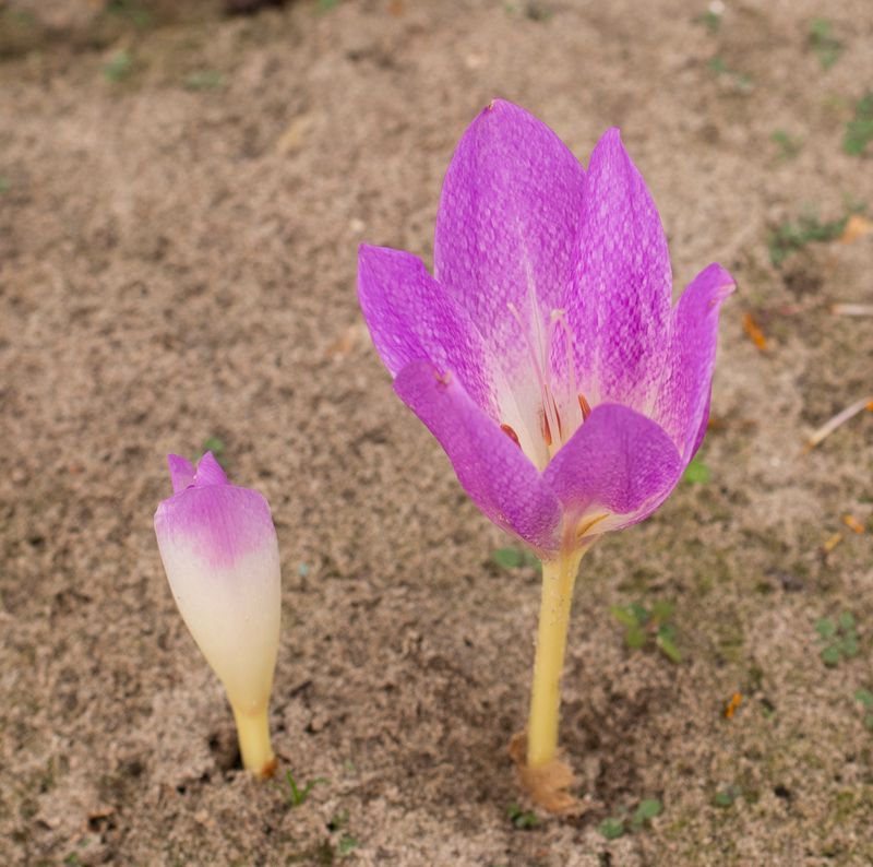 Colchicum Bivonae AH 9139