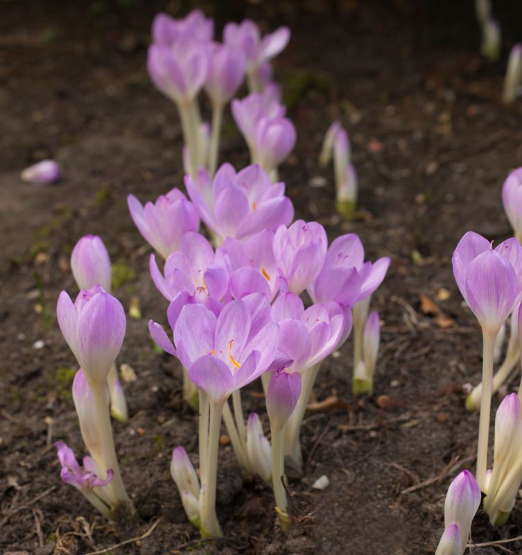 Colchicum Autumnale Major