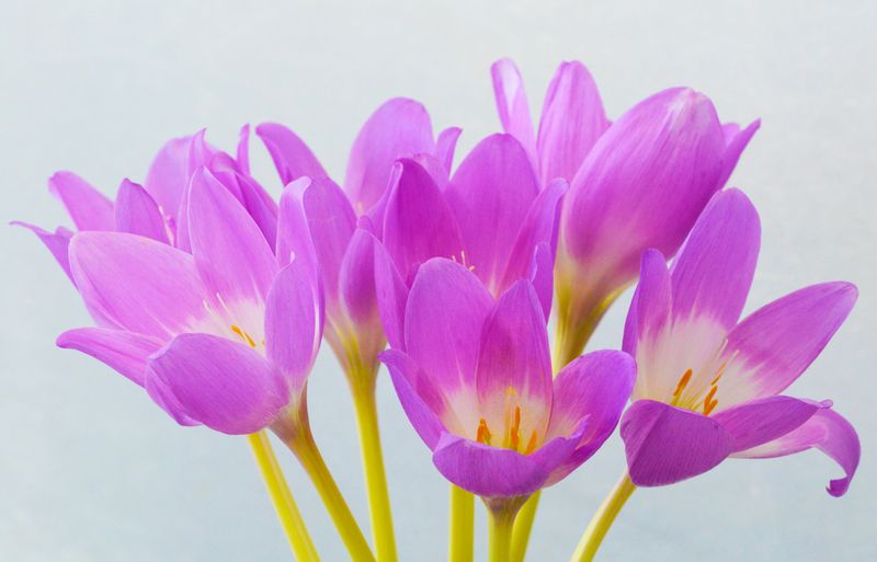 Colchicum Autumn Herald
