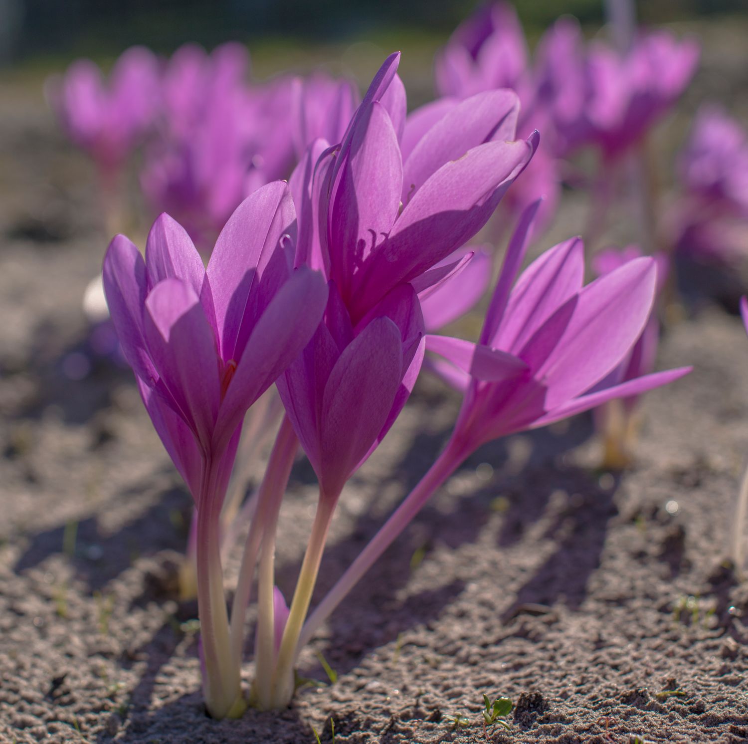 Colchicum Lilac Wonder